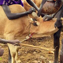 Mit einem Pfeil wird das Rind am Hals getroffen: Blutgewinnung