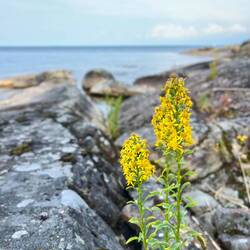 ..und Echte Goldrute.