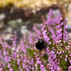 ..Besenheide und einer emsigen Dunklen Erdhummel,..