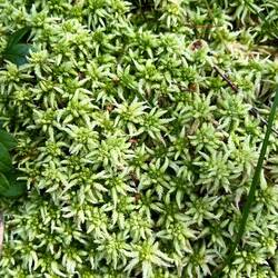 zu berühren - das Sumpf-Torfmoos fühlt sich aber auch viel besser an!