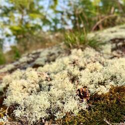 ..ich mich zwischen Rentierflechte,..