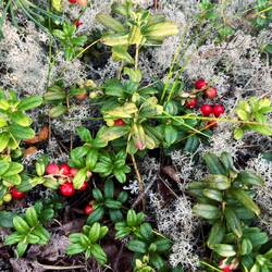 ..sich zudem Moosbeeren..