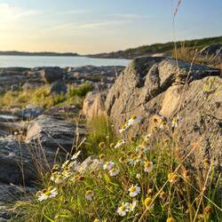 ..und teilt sich die letzten Strahlen mit der Echten Strandkamille.