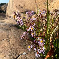 Zwischen den Felsen wachsen hingegen Strand-Aster..