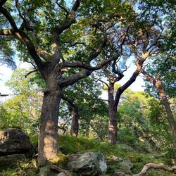 Weiter nördlich liegt das Naturschutzgebiet Särö Västerskog.