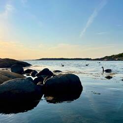 ..Kanadagänsen scheint das Meer gut zu gefallen.
