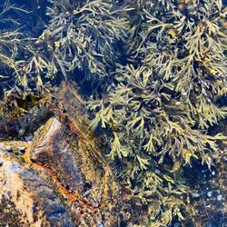 ..auch eine Menge Unterwasserpflanzen, wie das Untergetauchte Sternlebermoos.