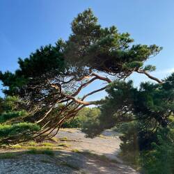 ..Kiefer und Wacholdersträuche.