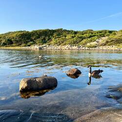 Im Wasser tummeln sich nicht nur Menschen und Pflanzen, auch..