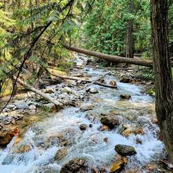 Forest along Sinclair Creek