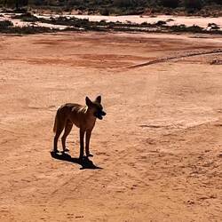 Dingo