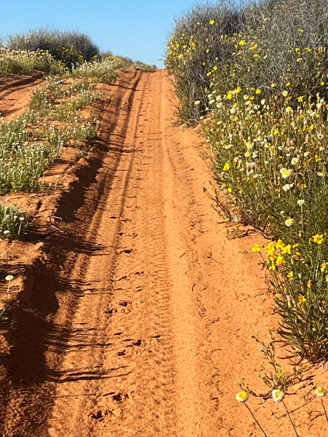 Early morning tracks