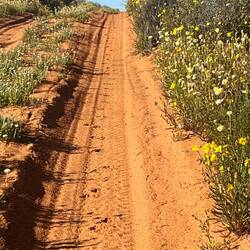Early morning tracks