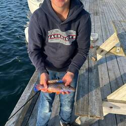 Ein Lipfisch, wir bzw..Nick hat in wieder freigelassen