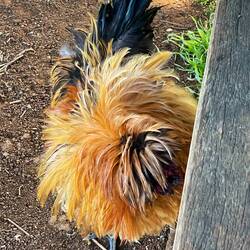 Bantam rooster at The Farm