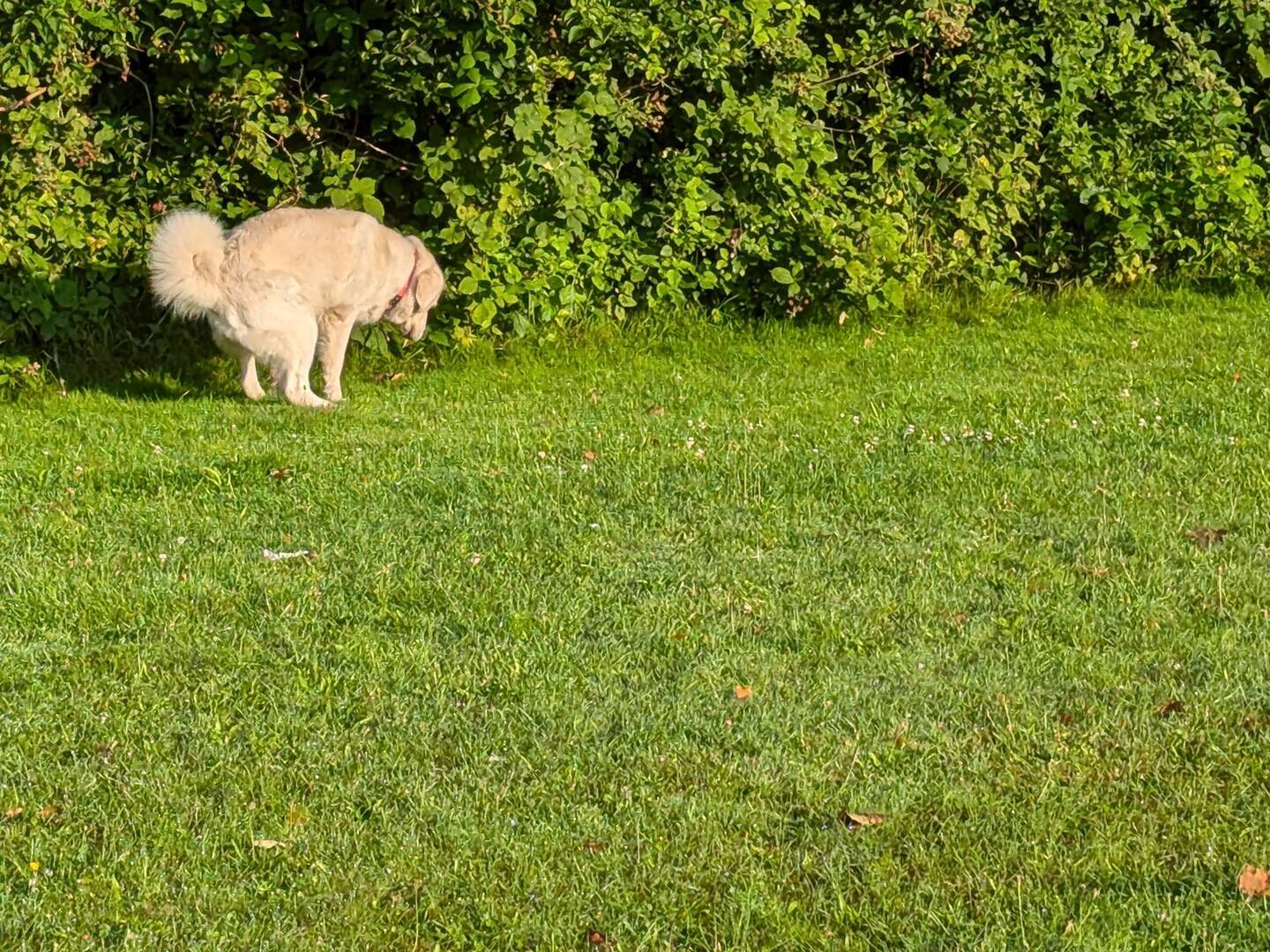 Hinter dem Wulfsteert Sportplatz in der Morgensonne