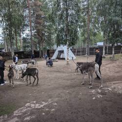 The reindeer farm - a large fenced in area where the reindeer can roam