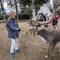 They give the tourists leafy branches to feed the reindeer