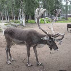 This was the biggest reindeer - about 2 years old