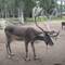 This was the biggest reindeer - about 2 years old