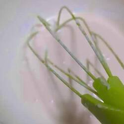 Pfannkuchen-Zeit 😍