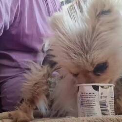 The dogs got treated to doggy icecream at the Tudor Arms Slimbridge