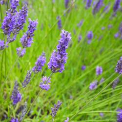 Locally farmed lavender is one of the flavourings added to Cotwolds Gin