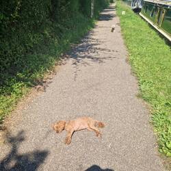 It seems Tiger didn't quite understand the sun safety briefing!