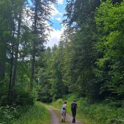 Im Pfälzer Wald ...
