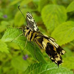 Butterfly paradise Havelte
