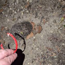 Das weiße an dem Ring ist übrigens stinkender Eiter. Müssen wir morgen unsere Schere mal abkochen