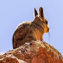 Viscascha (not rabbit)