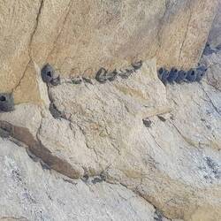 Swollow nests at the climbing wall