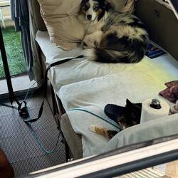 We thought it was cool the animals not so much