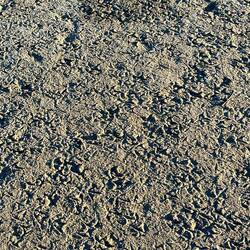 Bird tracks in lake bed