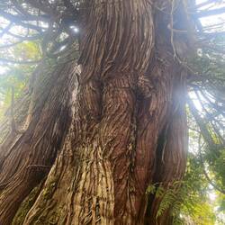 Ginormous Spruce Tree