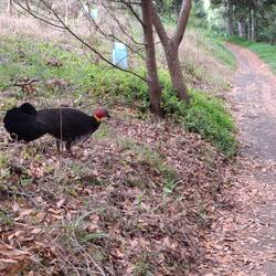 Yet another bush turkey!
