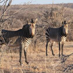 Seltene Hartmann-Bergzebras (zu erkennen am den Streifen, die bis zu den Hufen reichen)