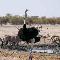 Ein sehr eleganter Strauß