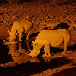 Zwei Nashörner am Wasserloch 😍