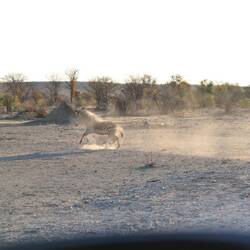 Ein staubiges Zebra galoppiert durch den Sonnenaufgang