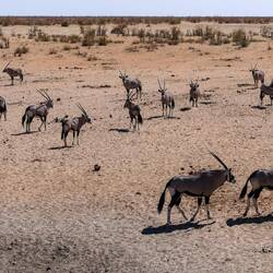 Eine große Gruppe Oryxe