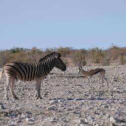 Wasser wird artenübergreifend geteilt