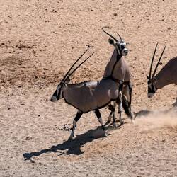 ...damit es noch mehr Oryxe gibt