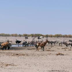 Wie viele Arten gibt es hier?