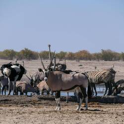 Juhu, Tierparty am Wasserloch!