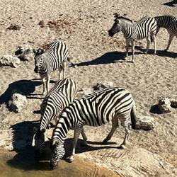 Trinkende Zebras, ganz nah