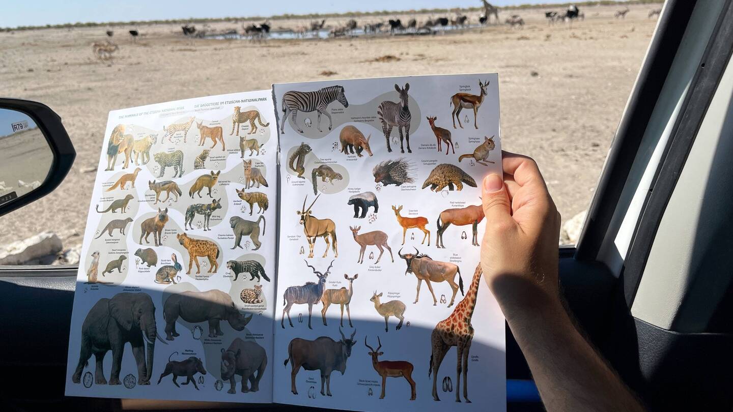 Ein Suchspiel - finden wir alle Tiere?