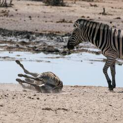 Junges Zebra am Spielen