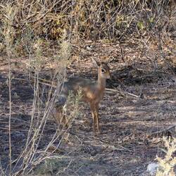 Juhu, ein supersüßes Dikdik!!